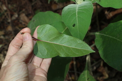 Leichhardtia liisae