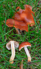 Agaricomycetes
