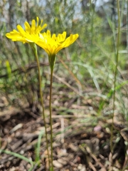 Microseris walteri