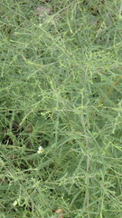 Symphyotrichum pilosum