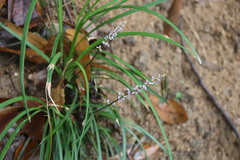 Liriope spicata