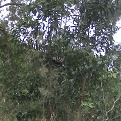 Centropus phasianinus