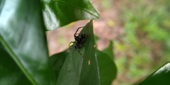Corinnidae