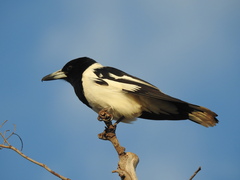 Cracticus nigrogularis