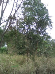 Centropus phasianinus