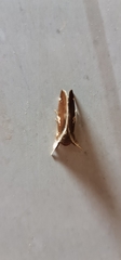 Hemiceratinae