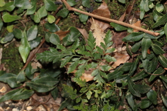 Davallia solida pyxidata