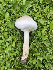 Leucoagaricus leucothites