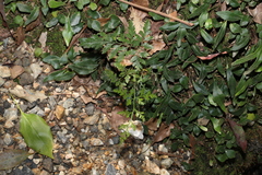 Davallia solida pyxidata
