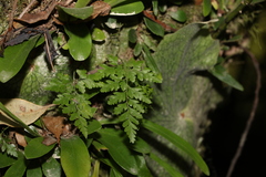 Davallia solida pyxidata