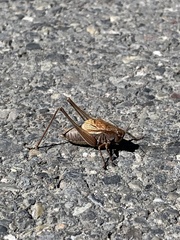 Psorodonotus