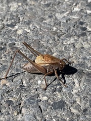 Psorodonotus