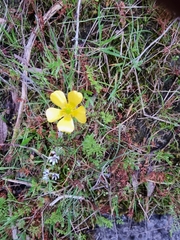Ranunculus lappaceus