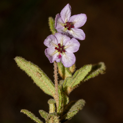 Thomasia petalocalyx
