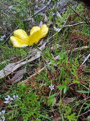 Ranunculus lappaceus