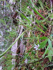 Ranunculus lappaceus
