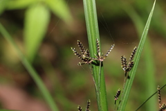 Cyperus tetraphyllus