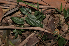 Dioscorea transversa