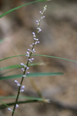 Liriope spicata