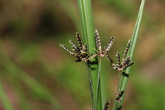Cyperus tetraphyllus