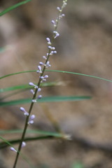 Liriope spicata