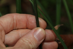 Cyperus tetraphyllus