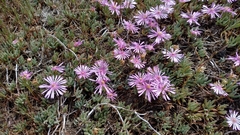 Lampranthus debilis
