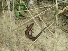 Pseudemoia entrecasteauxii