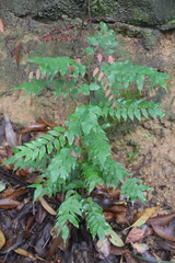 Rourea microphylla