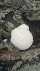 Reticularia