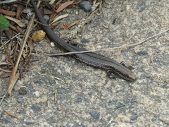 Pseudemoia entrecasteauxii