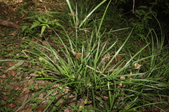 Cyperus tetraphyllus