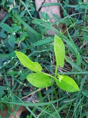 Convolvulus arvensis