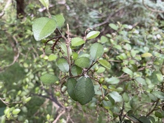 Streblus heterophyllus