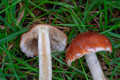 Agaricomycetes