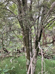 Streblus heterophyllus