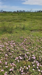 Lampranthus debilis