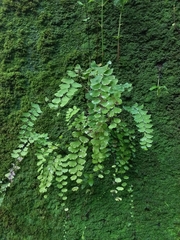 Adiantum philippense