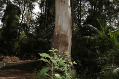 Eucalyptus grandis