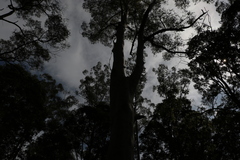 Eucalyptus grandis