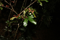 Heritiera trifoliolata