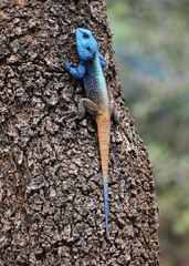 Acanthocercus atricollis