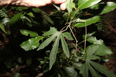 Trichosanthes subvelutina