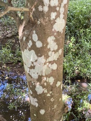 Mischocarpus pyriformis