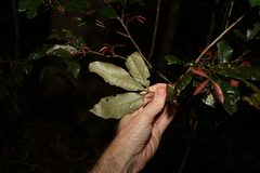 Heritiera trifoliolata