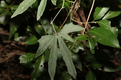 Trichosanthes subvelutina