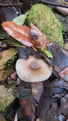 Porotheleaceae