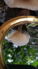 Porotheleaceae