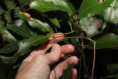 Trichosanthes subvelutina