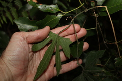 Trichosanthes subvelutina